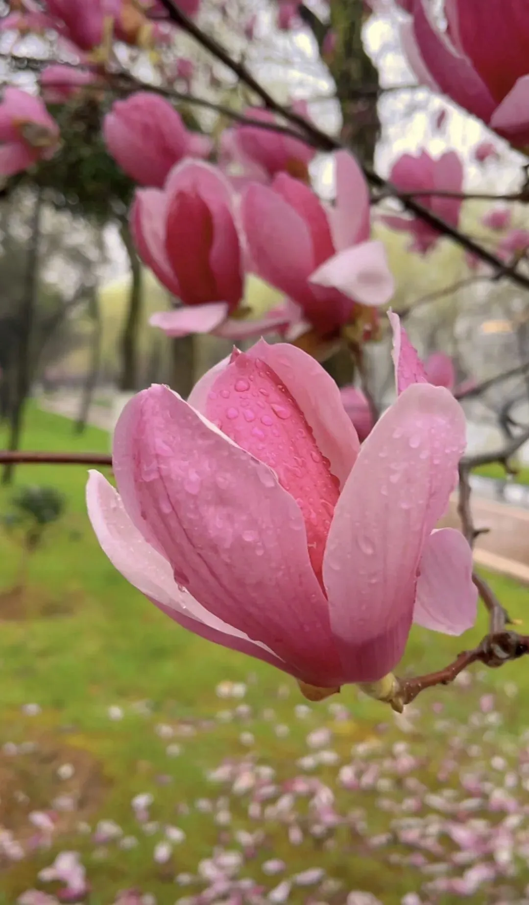 花开花落间的轮回之歌