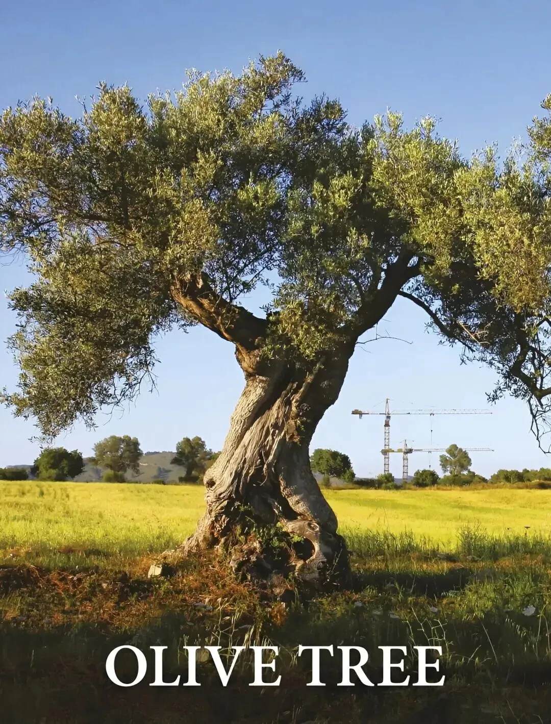 歌曲《橄榄树》赏析