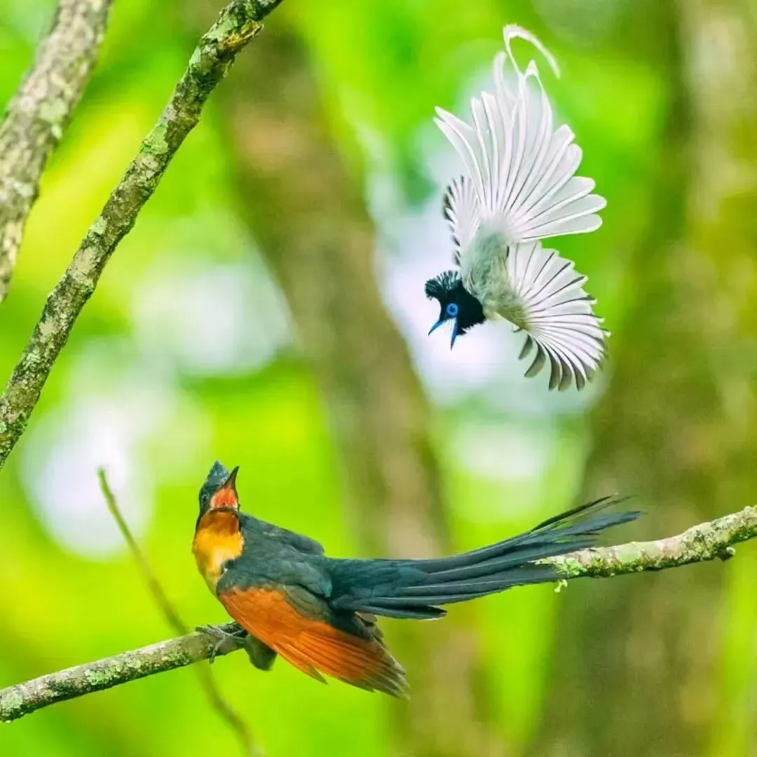 一首神秘园之歌,在初春的时光里,细细吟唱