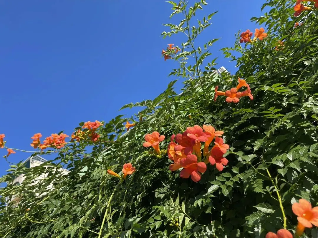 歌里有往事,心中有旧人,岁月轻述情自深