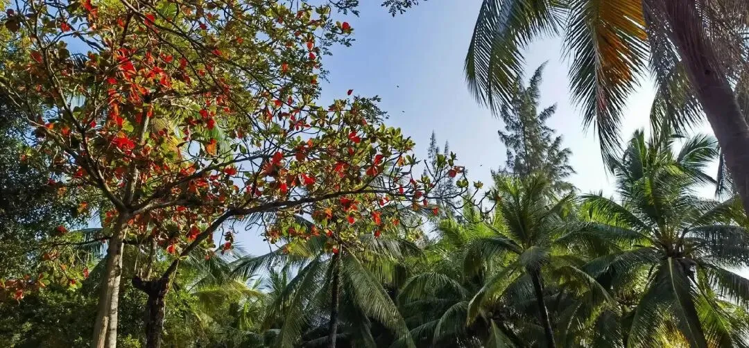我心里的那首歌