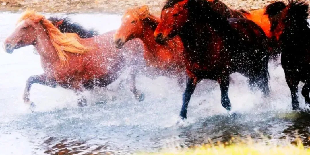 这首完整版春晚爆火歌曲《奔腾的海骝马》终于制作完成了!视频点点赞,分享一下,我跟大家一样真的很喜这首…想让更多人听见,谢谢.