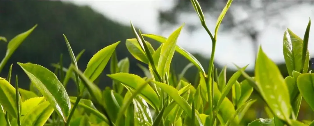 歌曲:一缕茶香一世缘