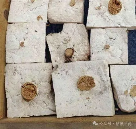 跟着药性歌括认中药_茯神