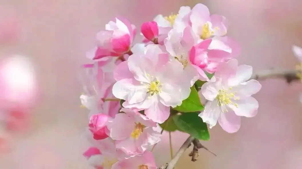 【老歌俱乐部】《花又期》邂逅春日浪漫