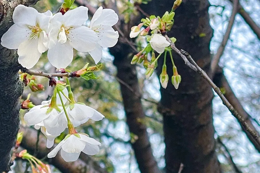 梨缀乡音,歌润天台|《三月梨花为你开》,唱响天台石塘徐的美好新篇