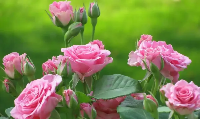 80后最受欢迎的30首老歌(29)齐秦 大约在冬季