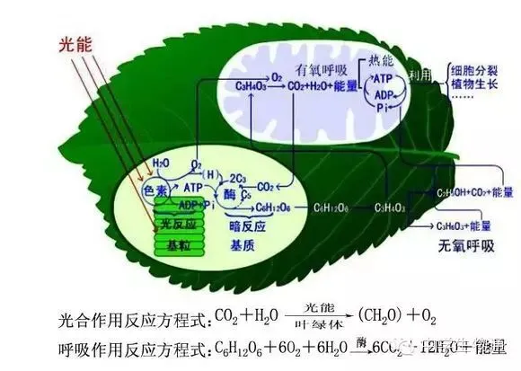 生物歌曲系列:生物彩虹