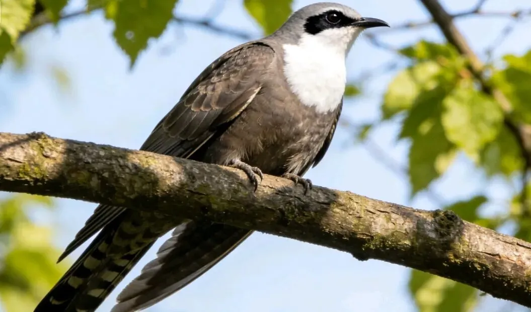 这首歌曲你应该没听过,但是真的很好听,建议大家点赞、收藏 反复练唱!