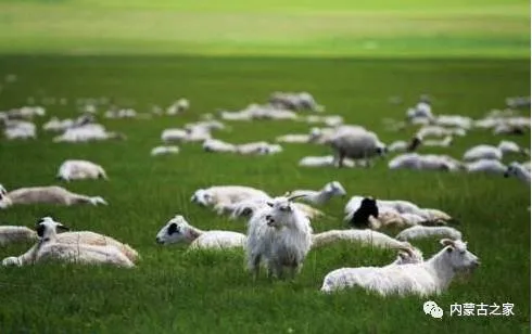 经典草原歌曲送给你