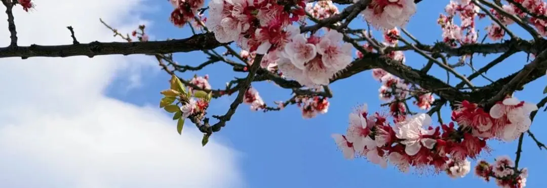 永嘉大师证道歌(选集二)