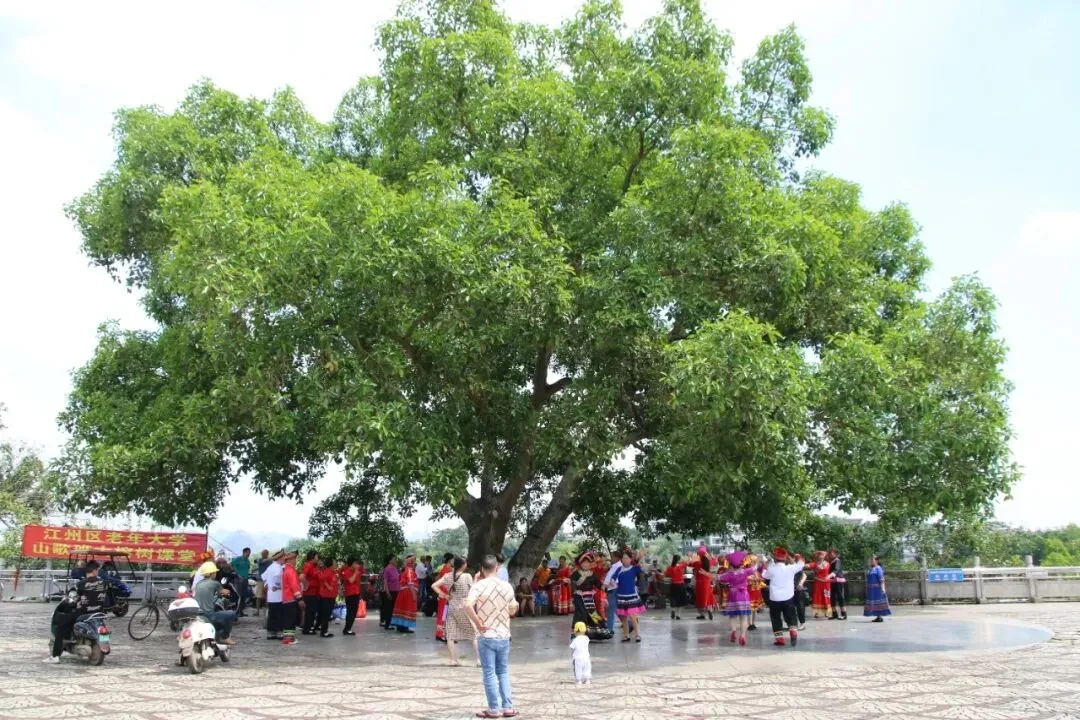 67岁壮乡歌者,把千年山歌唱成流动的民族诗行