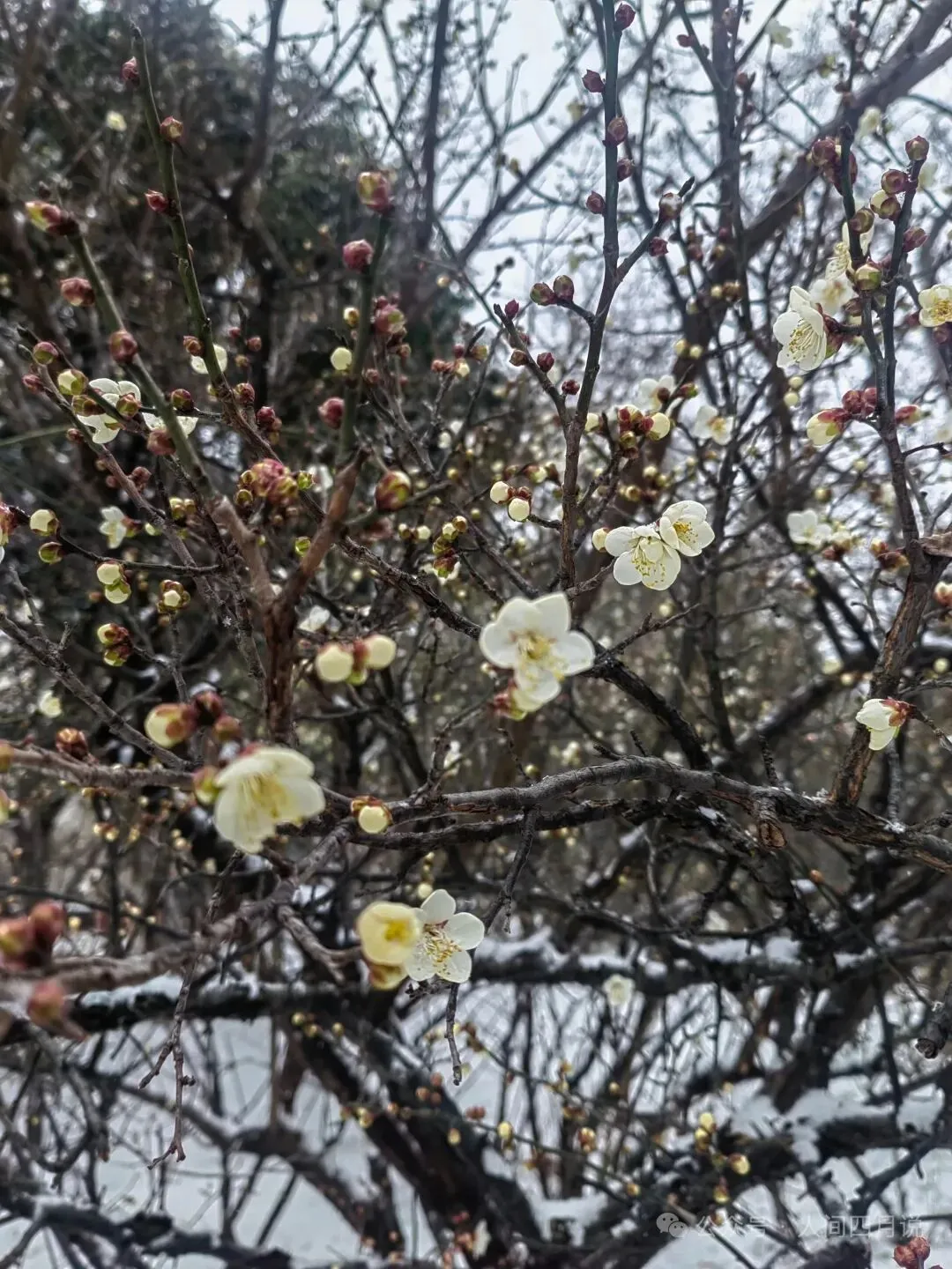 哼着歌,摇着铃,热闹起来了