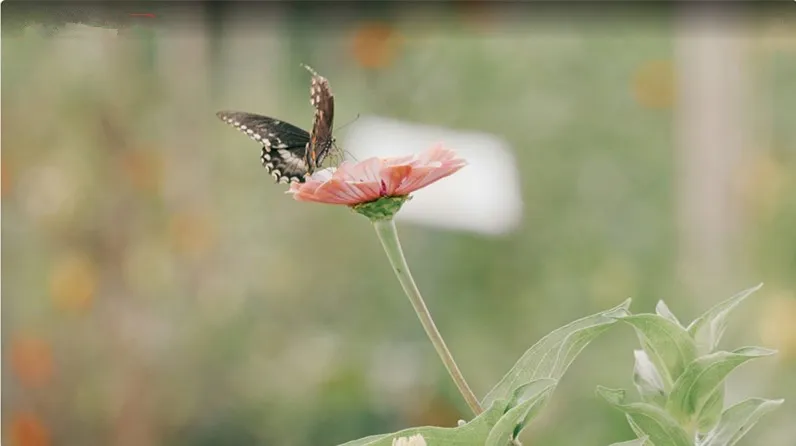 每天一首歌曲:万事如意 张也