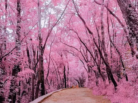 你一定爱的老歌,夏天的秘密,秋天的梦:那一抹永不褪色的粉红回忆