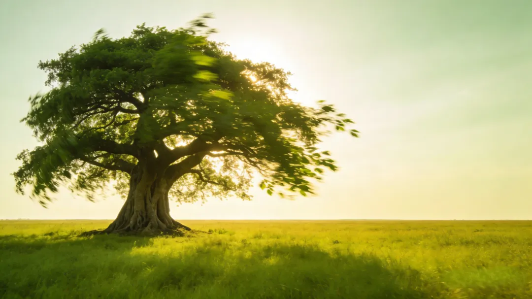 一首歌,让我与“故乡”和解