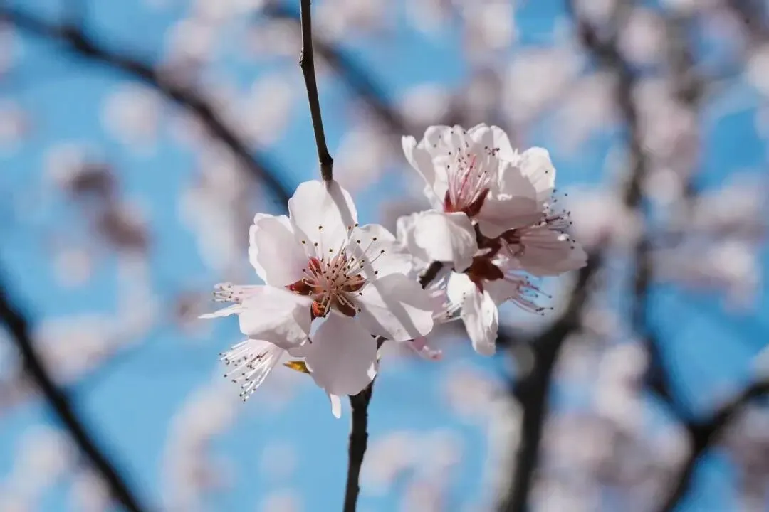 一首歌·一座城|学英语赏美图,探寻北京的九百万辆自行车