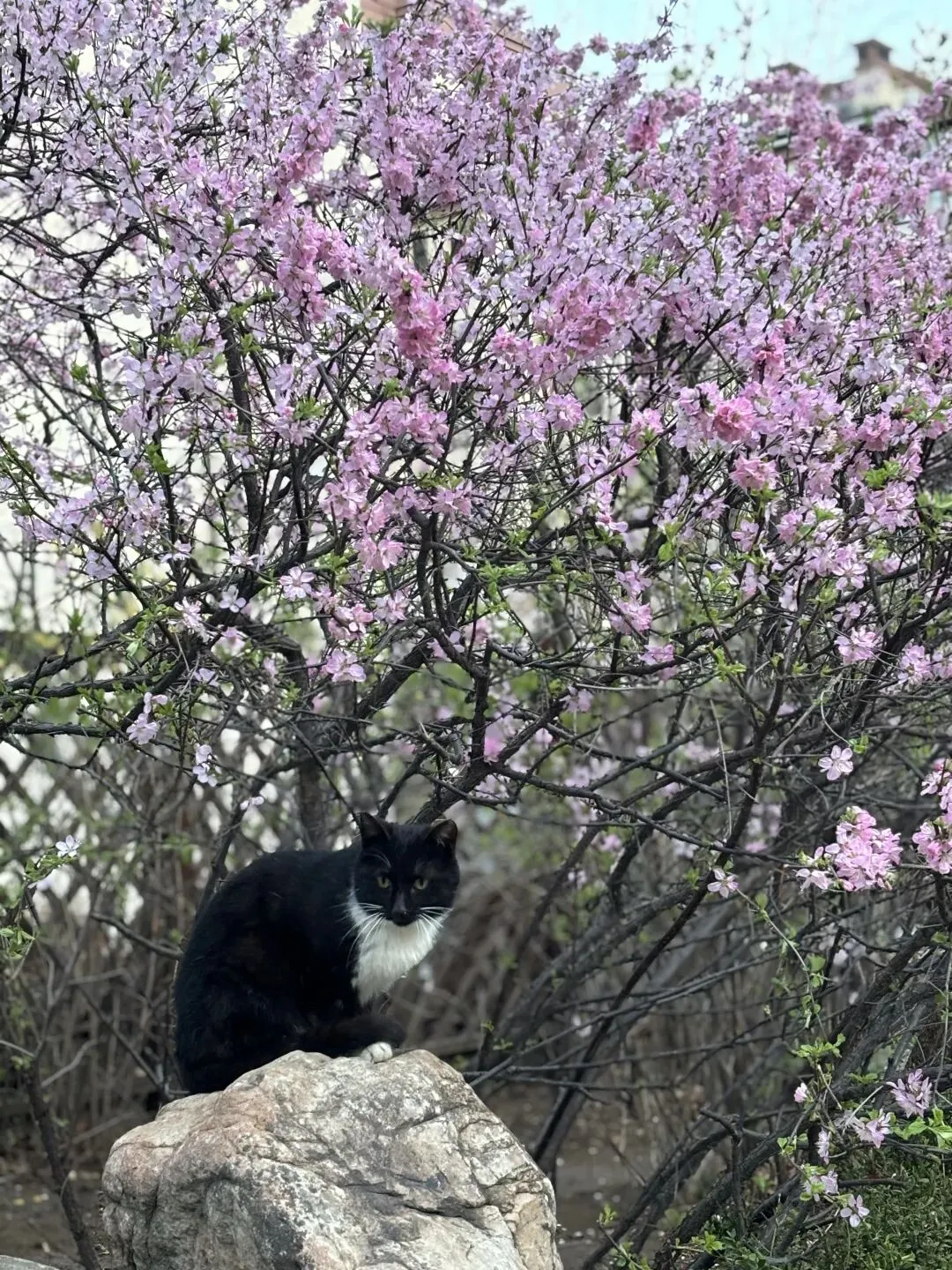 仿春晚歌曲《立春》,做小词一首~