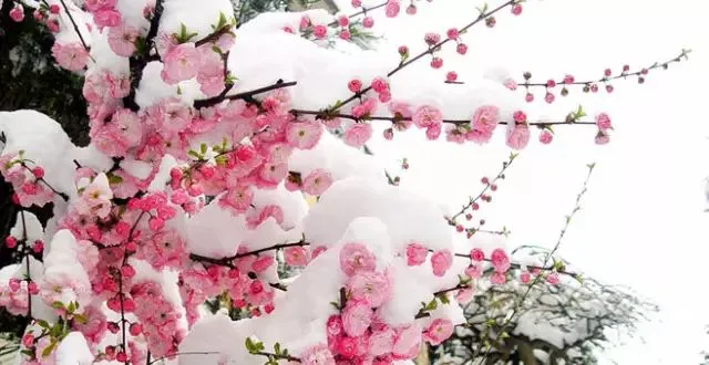 十大名花 十首歌,惊艳千年!