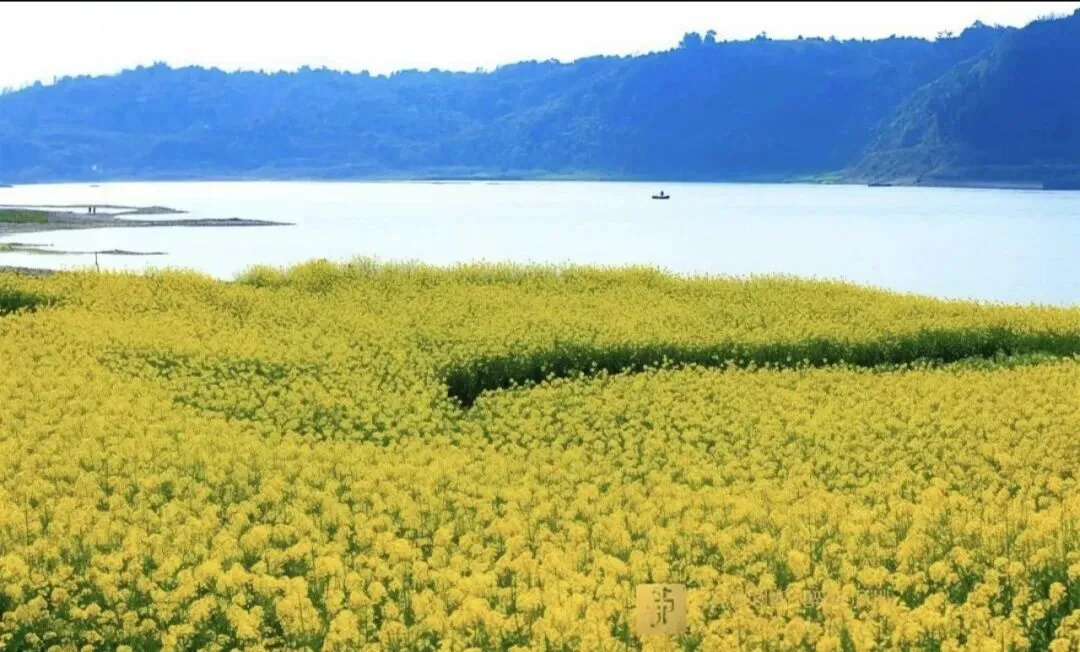 水调歌头•春分述怀