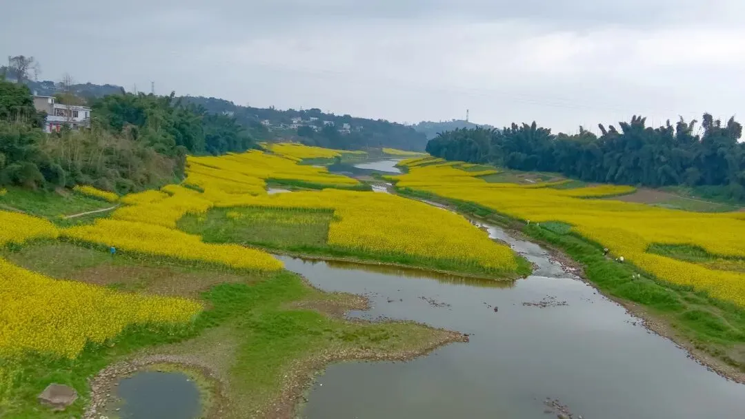 第11首原创歌曲首发:《南溪春景油菜花儿香》,作词:碧海蓝空