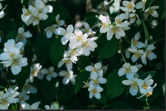 扬州市歌《茉莉花》