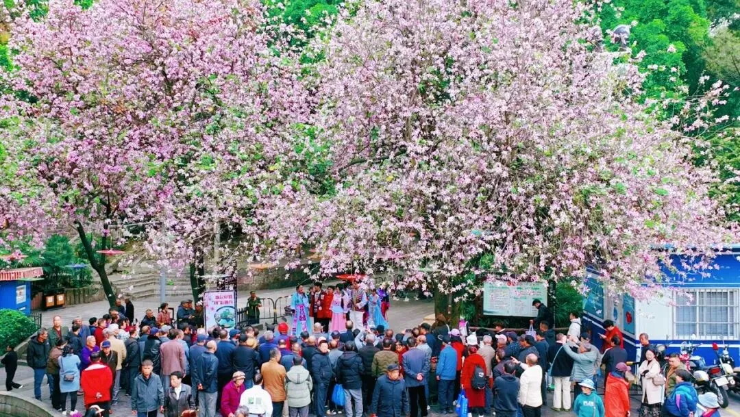 一树繁花一首歌——鱼峰以花为媒绘就“商文旅”新景