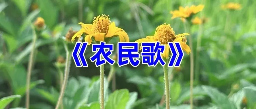 《农民歌》八句版