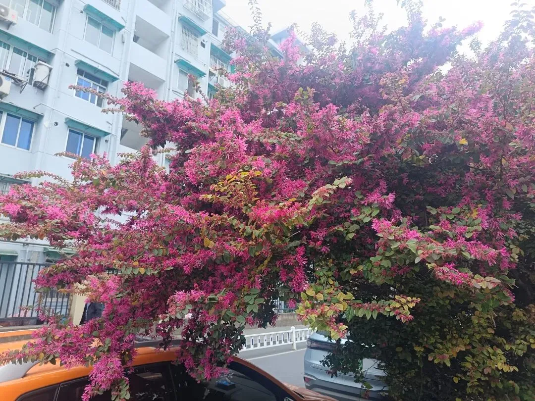 花开一瞬,岁月如歌