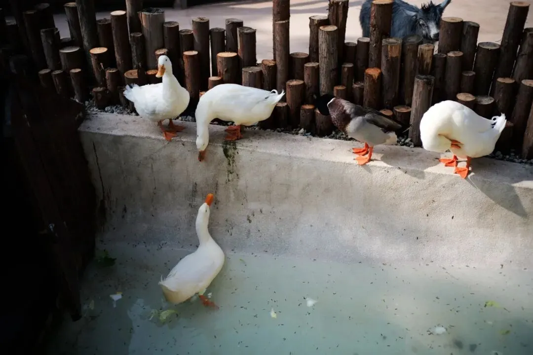 冰山不语,融化成歌