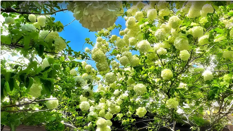 每天一首歌曲:想家的时候 阎维文