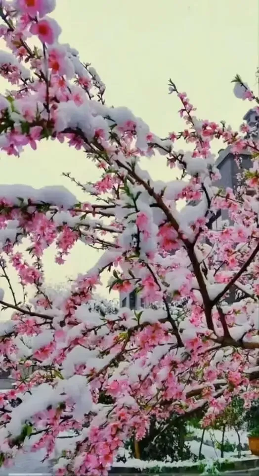 水调歌头·梅香