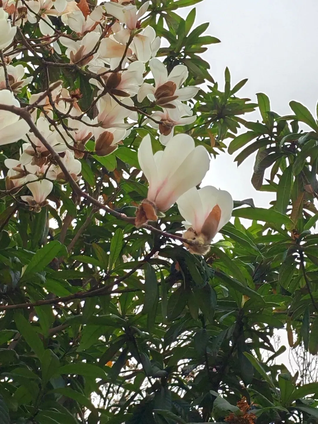 经典老歌的魅力