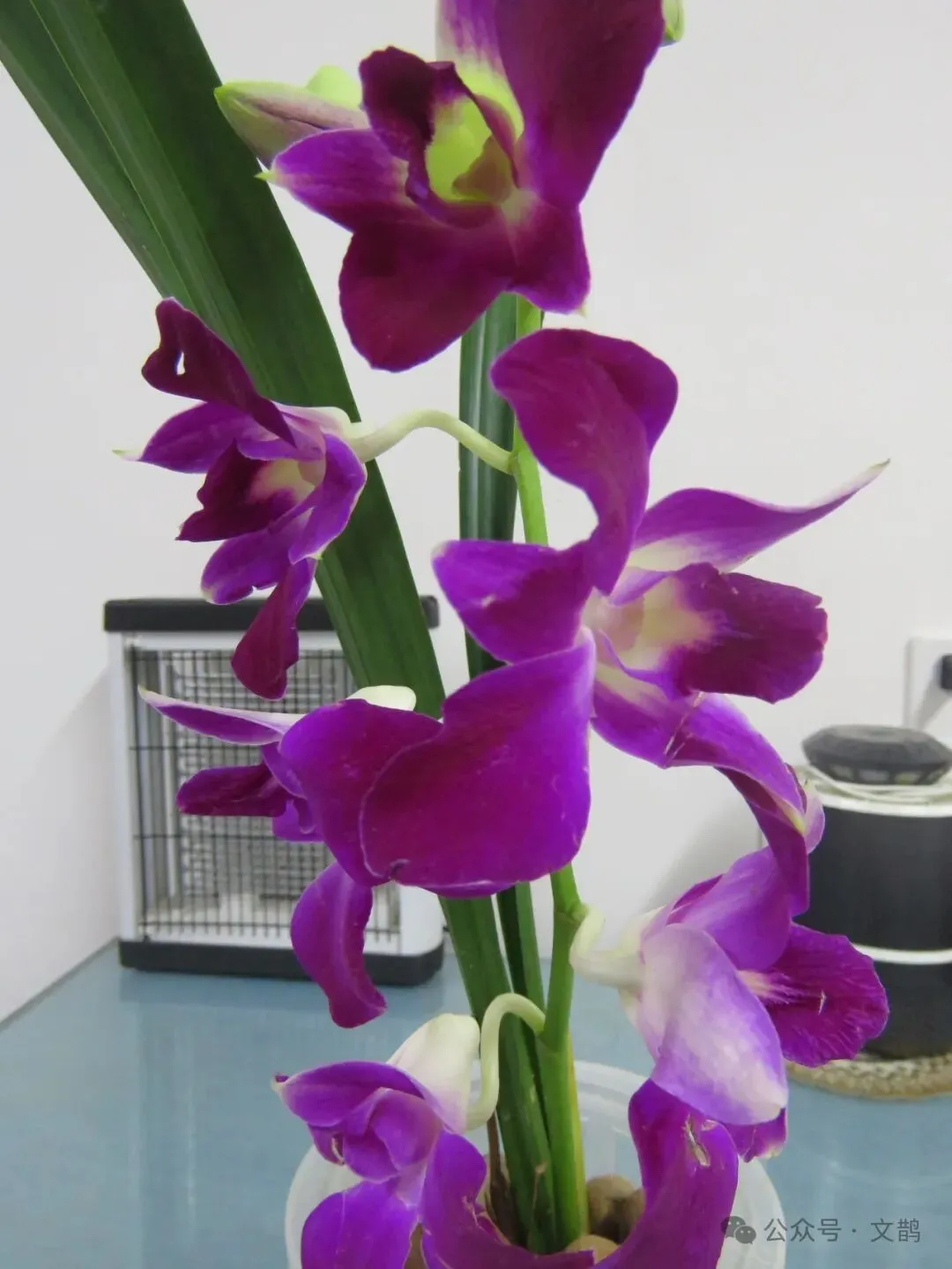 四月季节 |我用AI自作一首兰花歌曲!