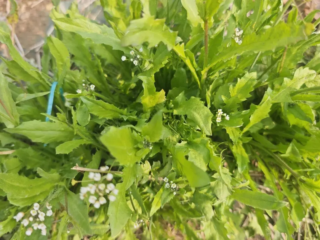 散板如歌 ∣一篮荠菜 半生乡情