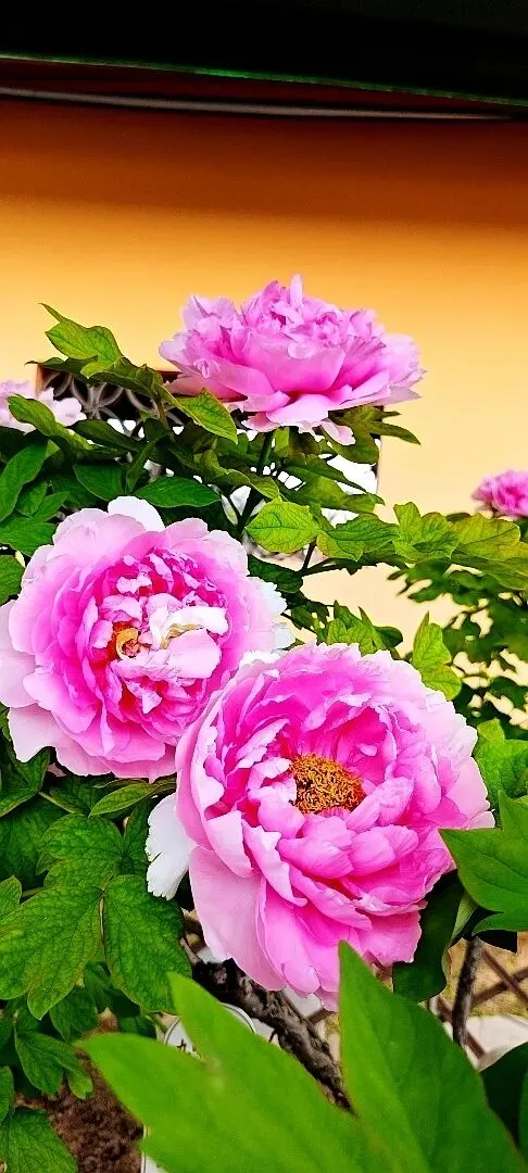 彭州彭牡丹之歌