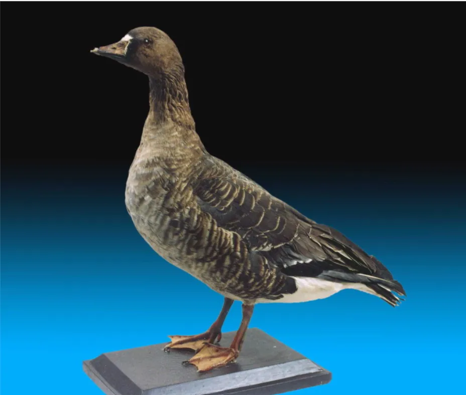 小白额雁:北极歌者的生存困境与希望