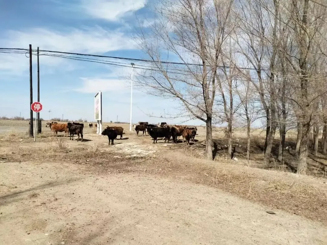 诗词原创 | 水调歌头·春分日回乡有感
