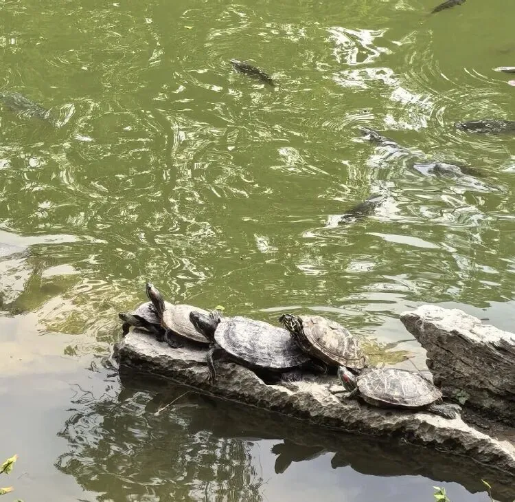AI歌曲太牛逼了,看来以后要听AI歌曲了!