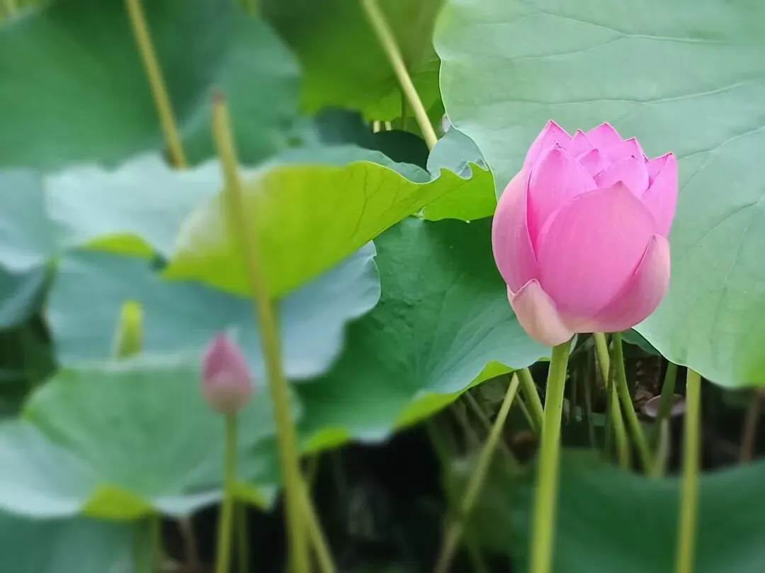 听见——戴调歌诗吟诵学习之二