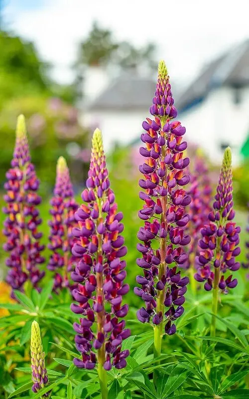 《鲁冰花》歌曲欣赏及其背后的故事|什么是鲁冰花