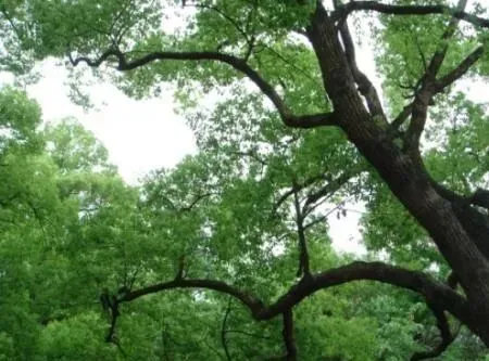 《水调歌头·樟韵》陶陶