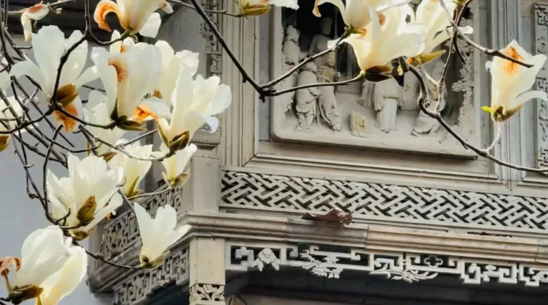 原创歌曲《玉兰树下》MV温情上线!