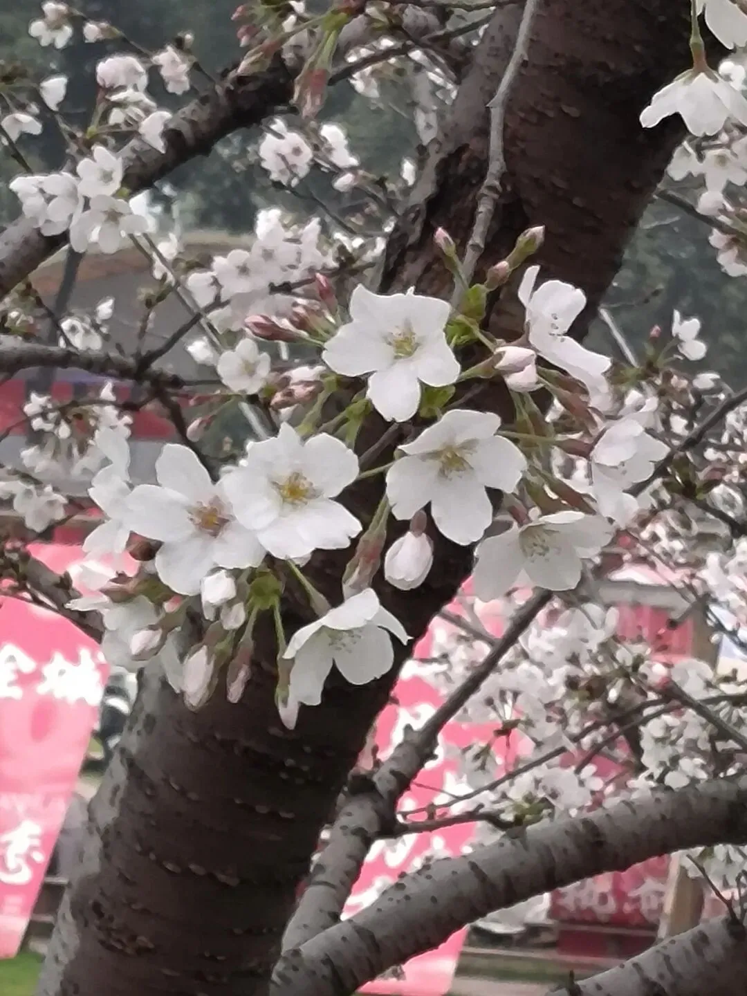 以一首四十多年前的老歌告别三月,刘文正、巫启贤、费翔、八只眼、周传雄和康辉等的演唱,你更偏爱谁的歌声