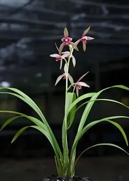 与“兰”共舞||通过两首兰花歌曲来欣赏兰花之美