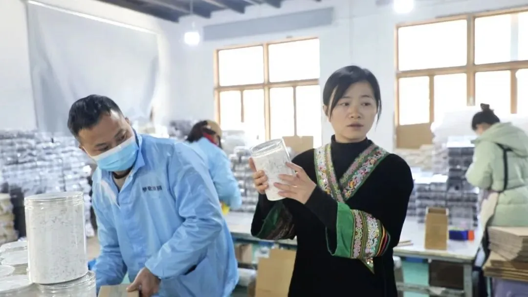 歌窝里传出的侗歌 阿香的“侗乡方案”