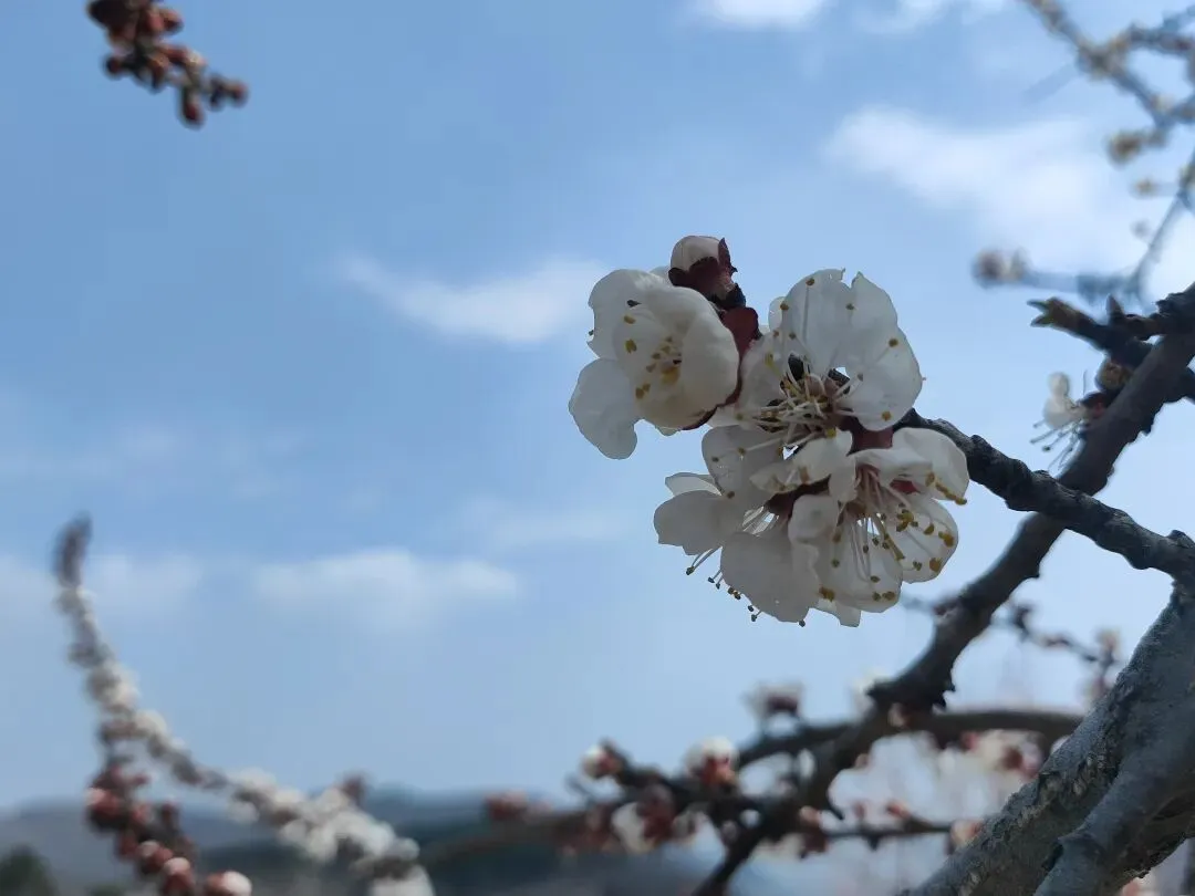 清明——戴调歌诗吟诵学习之三