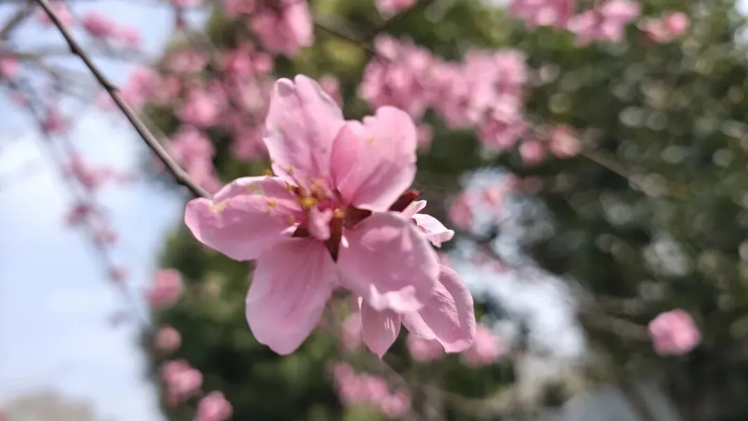 《水调歌头·再聚同窗 次前韵》