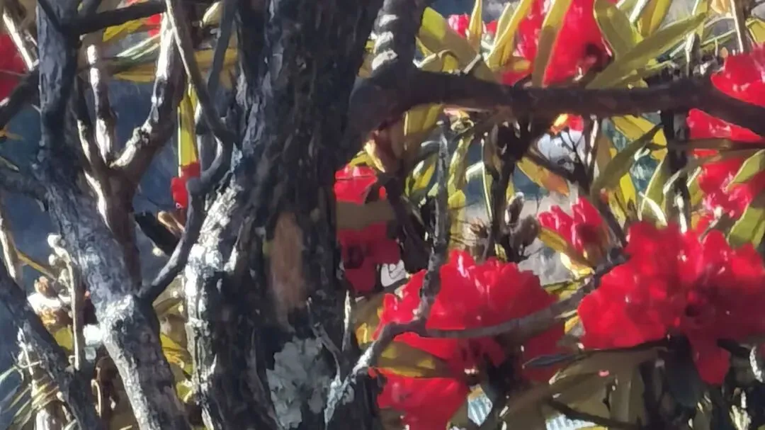 【散文】眼泪与歌同行