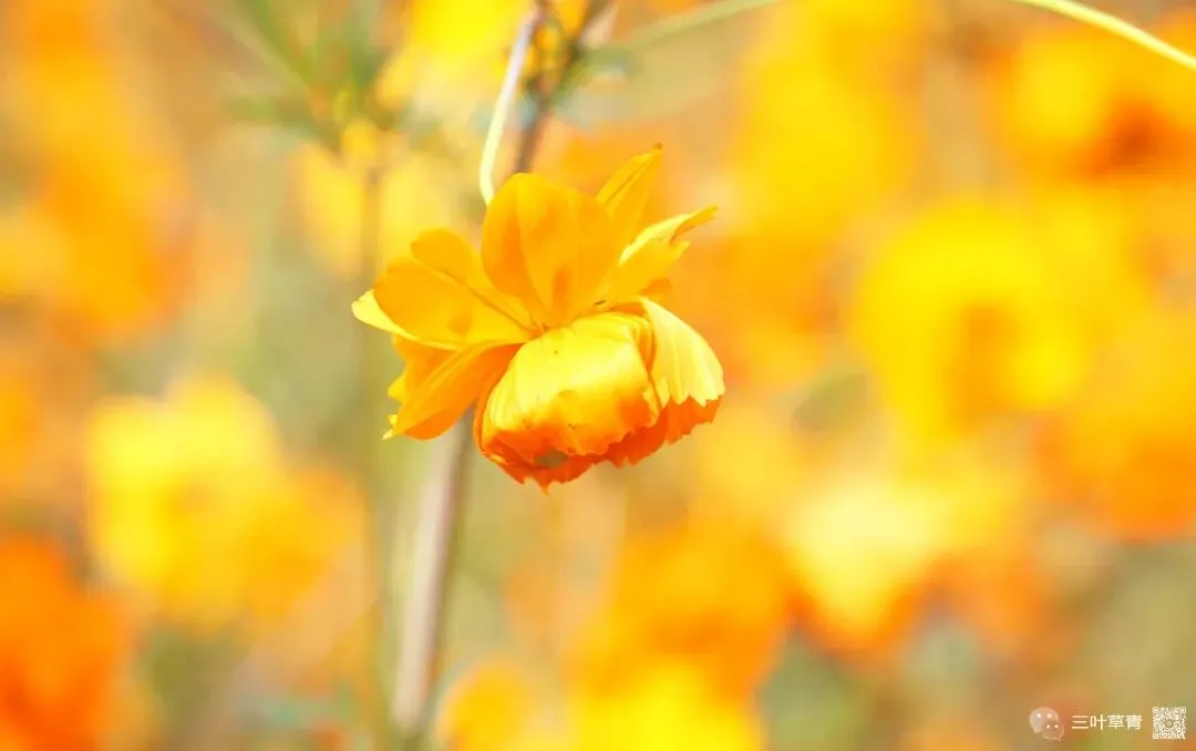 一起背诗1223:歌三首·其三(三国魏晋诗·前秦·王嘉)︱欲知其姓草肃肃 谷中最累低头熟